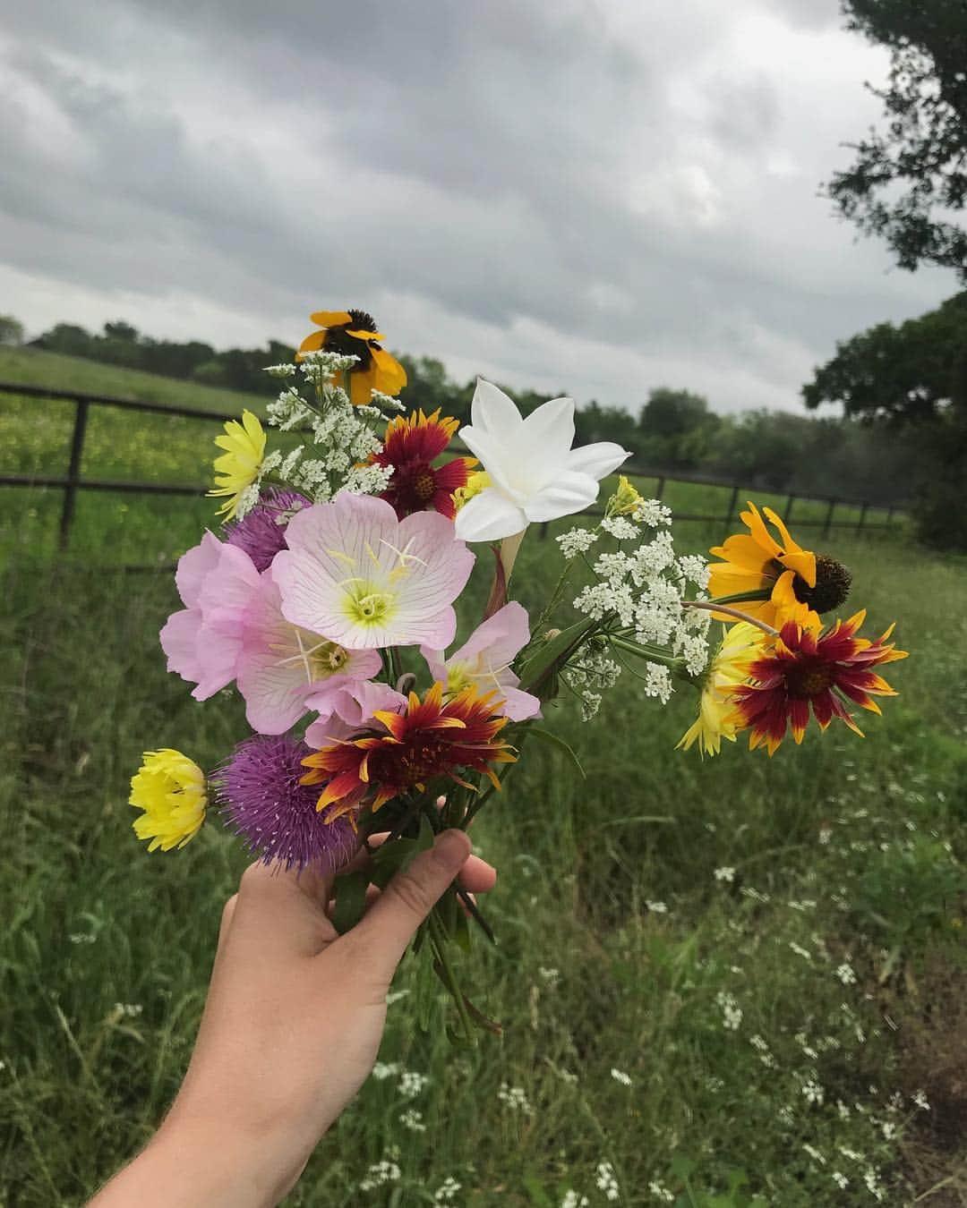 アリシア・デブナム・キャリーのインスタグラム：「Picking wildflowers in Texas. 🌱🌸」