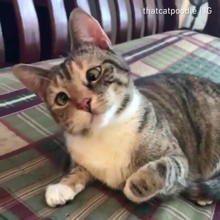 Aww Clubのインスタグラム