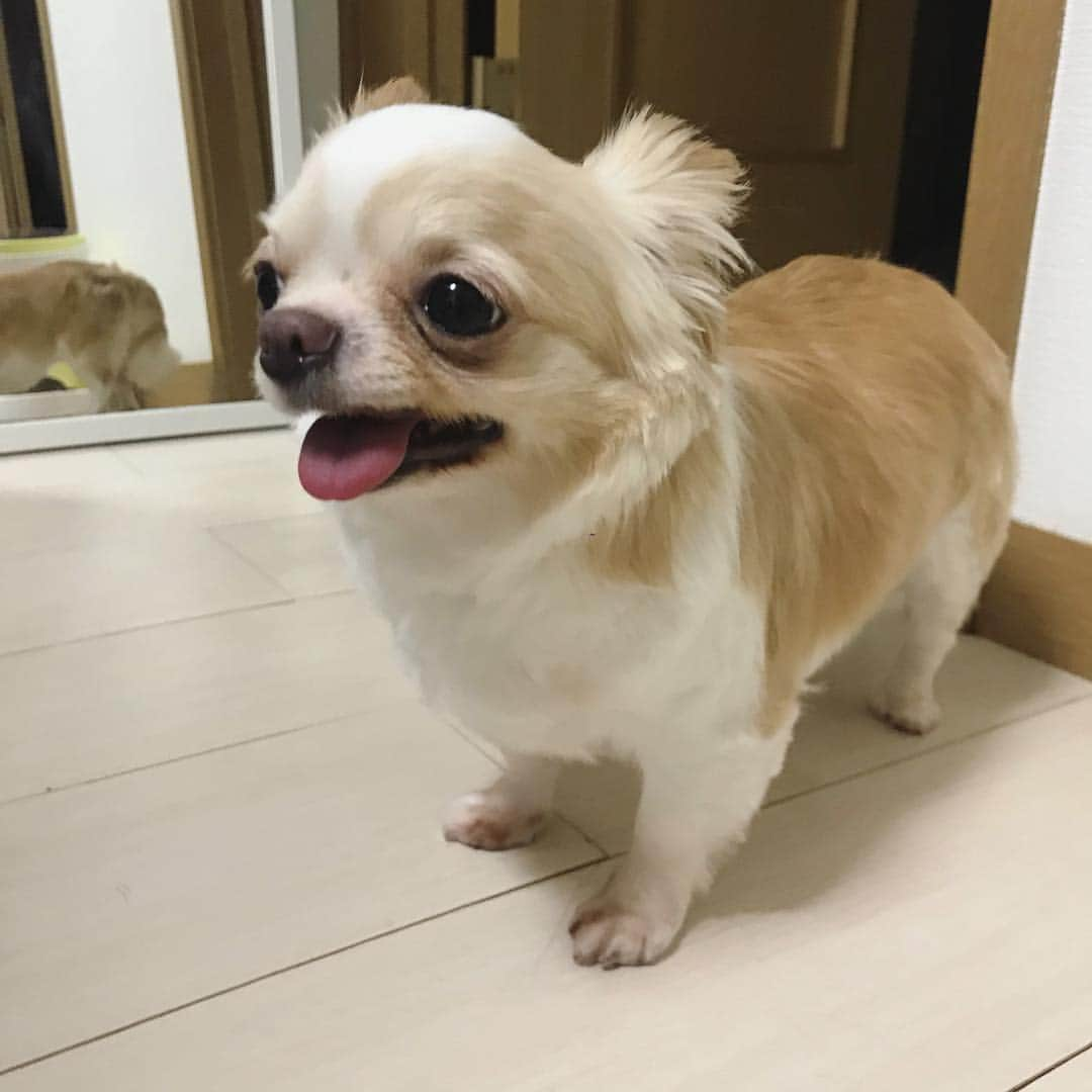 青山愛菜さんのインスタグラム写真 - (青山愛菜Instagram)「平成最後のきなてんし #きなこ #chihuahua」4月30日 5時58分 - ainamnsl