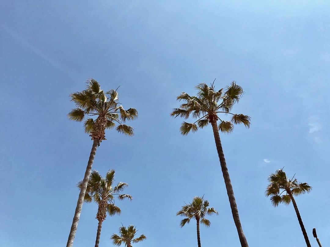 宮崎沙矢加さんのインスタグラム写真 - (宮崎沙矢加Instagram)「Californication🌴🌴🌴 . . . #cali #california #palmtrees #goodvibes #picoftheday #la #losangeles #beachlife」4月30日 6時08分 - sarah___audrey