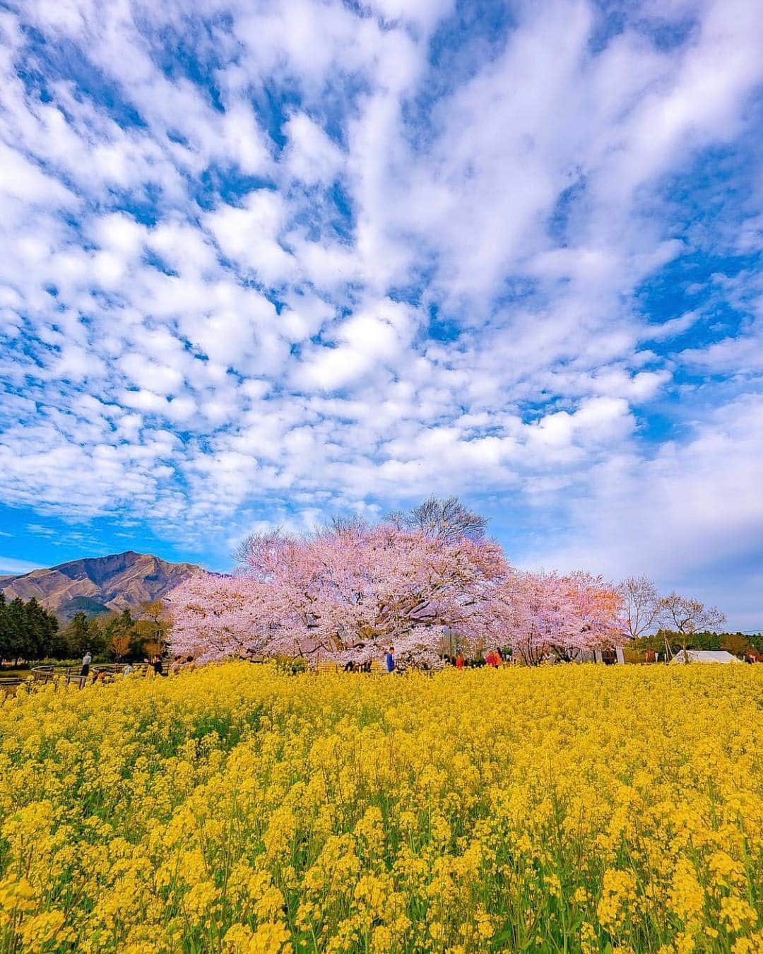 はなまっぷ❁日本の花風景さんのインスタグラム写真 - (はなまっぷ❁日本の花風景Instagram)「🍃🌸はなまっぷ平成最後の桜まつり🌸🍃 * @astrailor_jp さんの 平成の桜に花まるを💮 * 平成を彩る日本の美しい桜をありがとうございます😊🌸🍃 * 見頃を過ぎている場所もご紹介しています。 お出かけの際はHP等で最新の情報をご確認くださいね🙏🌸🍃 * 🌸•••🍃•••🌸•••🍃•••🌸•••🍃•••🌸 * 🌸桜まつり概要🌸 * 期間:平成最後の日まで タグ:#はなまっぷ * #はなまっぷ  のタグの中から、桜のお写真をどんどんご紹介させていただきます。期間中はランダムに、複数枚投稿でもご紹介させていただく場合がございます。 * #桜#sakura#花見#さくら#日本#春#花#平成最後の#満開 * 🌸•••🍃•••🌸•••🍃•••🌸•••🍃•••🌸 * はなまっぷより * 💌LINEスタンプ「はなまっぷちゃん」絶賛発売中！みなさんのLINEにも花まるを💮 💌はなまっぷ本、Amazonや全国の書店さんで満開です！ぜひお手にとっていただけると嬉しいです🌸 * LINEスタンプ、はなまっぷ本は、プロフ欄記載のTwitterアカウントよりご確認ください。 * 🌸•••🍃•••🌸•••🍃•••🌸•••🍃•••🌸 *」4月30日 6時25分 - hanamap