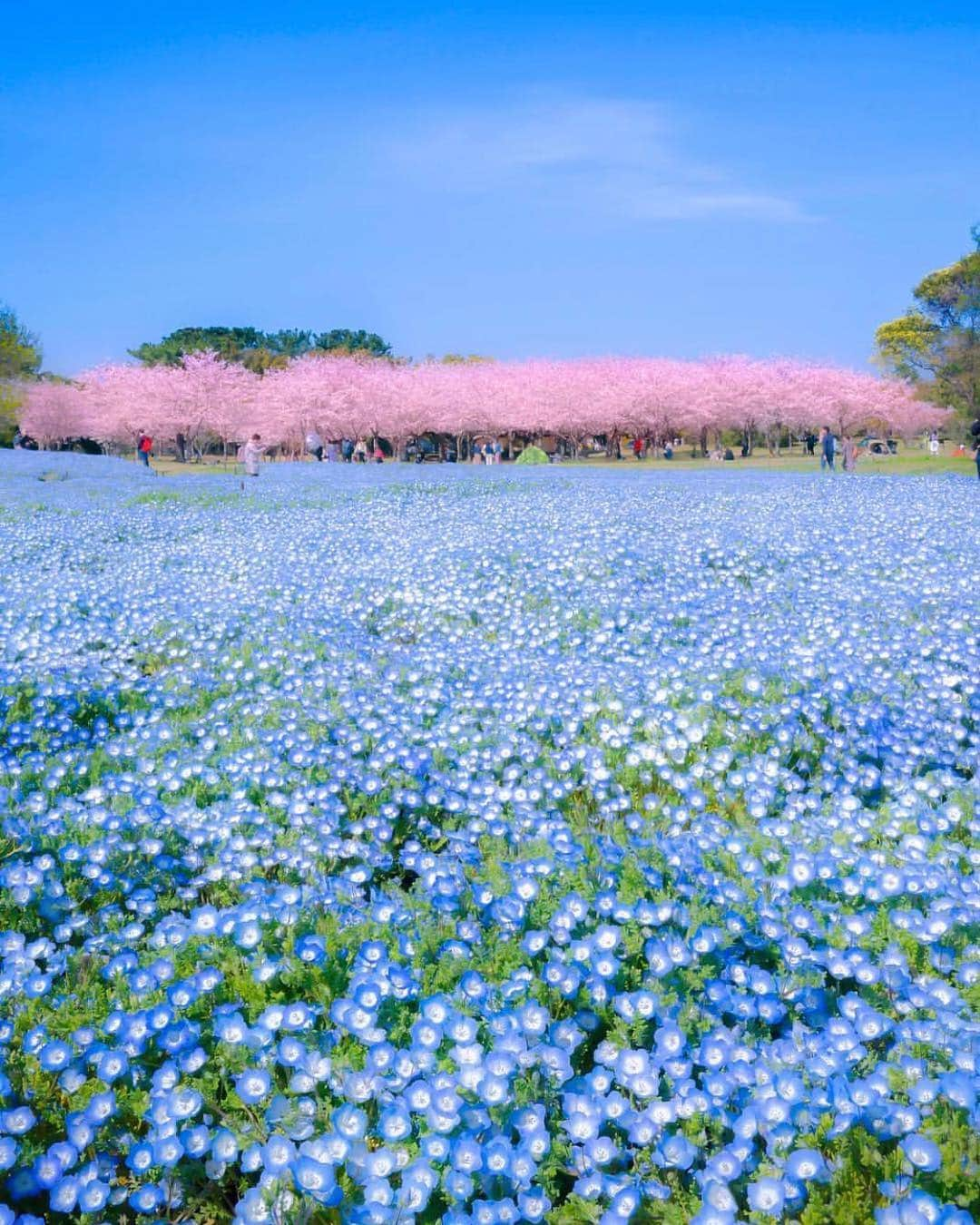 はなまっぷ❁日本の花風景さんのインスタグラム写真 - (はなまっぷ❁日本の花風景Instagram)「🍃🌸はなまっぷ平成最後の桜まつり🌸🍃 * @astrailor_jp さんの 平成の桜に花まるを💮 * 平成を彩る日本の美しい桜をありがとうございます😊🌸🍃 * 見頃を過ぎている場所もご紹介しています。 お出かけの際はHP等で最新の情報をご確認くださいね🙏🌸🍃 * 🌸•••🍃•••🌸•••🍃•••🌸•••🍃•••🌸 * 🌸桜まつり概要🌸 * 期間:平成最後の日まで タグ:#はなまっぷ * #はなまっぷ  のタグの中から、桜のお写真をどんどんご紹介させていただきます。期間中はランダムに、複数枚投稿でもご紹介させていただく場合がございます。 * #桜#sakura#花見#さくら#日本#春#花#平成最後の#満開 * 🌸•••🍃•••🌸•••🍃•••🌸•••🍃•••🌸 * はなまっぷより * 💌LINEスタンプ「はなまっぷちゃん」絶賛発売中！みなさんのLINEにも花まるを💮 💌はなまっぷ本、Amazonや全国の書店さんで満開です！ぜひお手にとっていただけると嬉しいです🌸 * LINEスタンプ、はなまっぷ本は、プロフ欄記載のTwitterアカウントよりご確認ください。 * 🌸•••🍃•••🌸•••🍃•••🌸•••🍃•••🌸 *」4月30日 6時25分 - hanamap