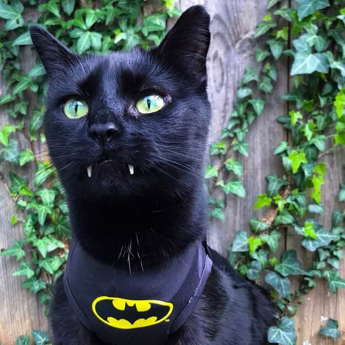 セルジオさんのインスタグラム写真 - (セルジオInstagram)「WAIT JUST A MINUTE!!!!!! Yesterday was #nationalsuperheroday and we missed it??!?!! 🙀 #betterlatethannever ‼️ . . #iambatman #batcat #vampirecat #supercat #monk #blackcatsofinstagram #blackcats #catsofinsta #superheroes #catsofig #petco #catstercats #igcats #igkitty #gothamcity #nananananabatman #catslife #catsrule #teef #fangs #catfangsofinsta #rescuecat #happycat #cutecats #catmomlife #catexplorer #catsonleashes」4月30日 6時37分 - monkandbean