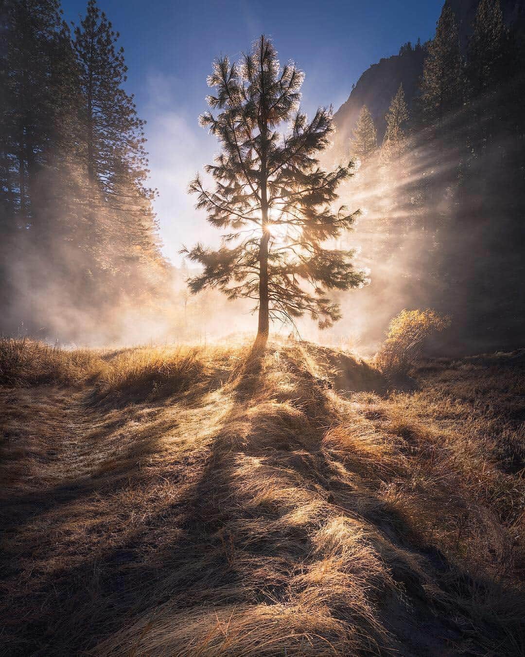 BEAUTIFUL DESTINATIONSさんのインスタグラム写真 - (BEAUTIFUL DESTINATIONSInstagram)「A beautifully peaceful morning, complete with streams of California sunshine flowing through the branches of a dewy lone pine. What's your go-to way to find a bit of calm in the early hours of the day? (📷: @shainblumphotography 📍: California, United States)」4月30日 7時05分 - beautifuldestinations