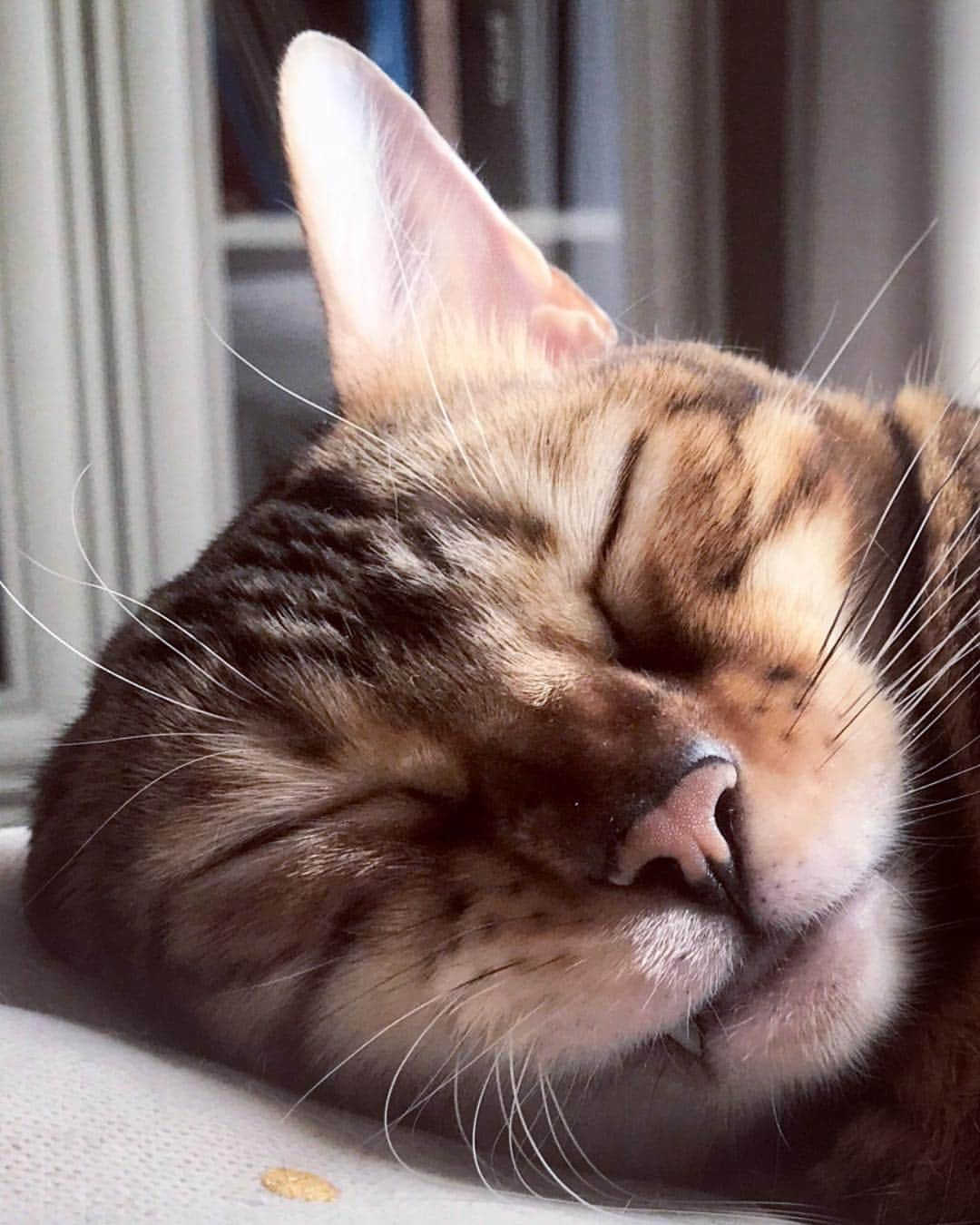 Celeb Bengal Cat · Simbaさんのインスタグラム写真 - (Celeb Bengal Cat · SimbaInstagram)「Good Night 🔮 #sleepycat_feature #portrait」4月30日 7時08分 - simbathebengal2015