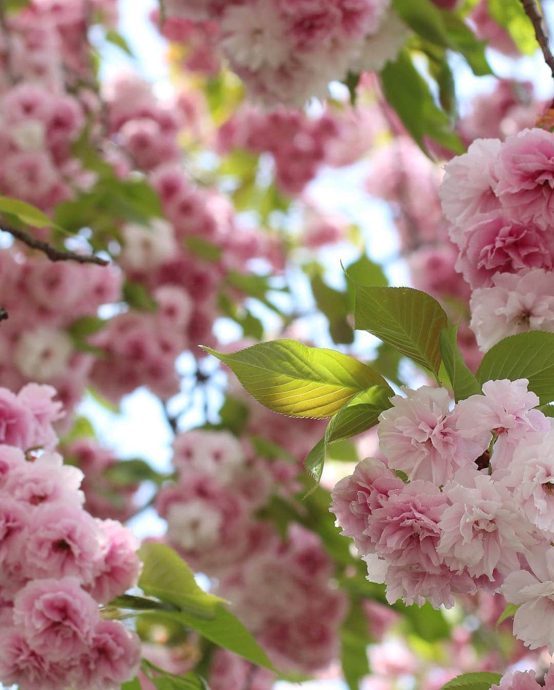 雑誌『花時間』さんのインスタグラム写真 - (雑誌『花時間』Instagram)「おはようございます。平成最後の朝は雨☂️ この一面に散り敷いた桜は、先週ご紹介した八重桜「普賢象」のその後です。満開から1週間後に訪ねてみたら…花ごとぽとりと落ちて、分厚い絨毯のようになっていました。おそらく、きっと、この先に明るい明日がある桜の道。個人的には、学生気分の抜けない甘ちゃんの頃に始まり、社会人としてビシバシと鍛えられた平成。つぎは豊かな日々を手抜きせずに紡いでいきたいものだと思います。シミジミ（笑）  今日は、なんだか特別な一日ですね。では、本日も元気smile😊😊😊でお過ごしください🌸 by ピーターパン  #hana #flower #flowers #flowerslovers #flowerstagram #pinkflowers #花時間 #花時間2019  #花好き #花藝 #花好きな人と繋がりたい #花が好きな人と繋がりたい #花のある生活 #花のある暮らし #八重桜 #普賢象 #さくら #桜が好き #sakura #cherryblossom  #令和 #令和元年  #さくらの思い出 #botanicallife #花散歩 #花屋さんへ行こう」4月30日 7時18分 - hanajikan_magazine