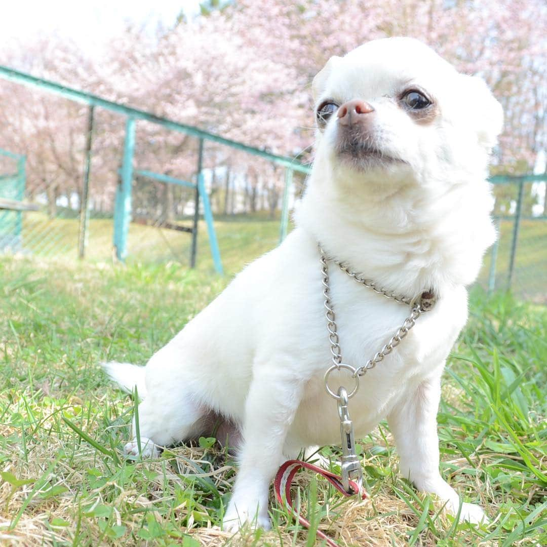 KORIKIさんのインスタグラム写真 - (KORIKIInstagram)「おはようございます♪ * 札幌も桜の季節🌸 #桜 #さくら #平成最期の桜 #dogofsapporo #dog, #dogs, #dogstagram,#chihuahua,#犬バカ部,#チワワ,#koriki, #hanadog #白スムチ連合会, #スムチー,  #dogofthedayjp, #dogoftheday  #ilovemydog #instadog #instapet #WhiteChihuahua  #吉娃娃 #치와와  #dogsofinstagram #Chihuahualover  #チワワの輪 #barkbox #WhiteChihuahuaParty #もふもふモフモフ」4月30日 7時27分 - koriki_dog