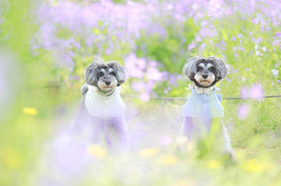 中野区在住のミニシュナのInstagramのインスタグラム