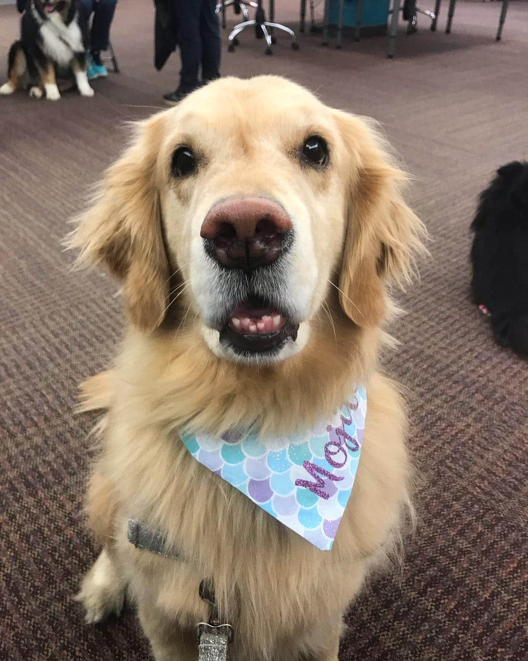 モヒートさんのインスタグラム写真 - (モヒートInstagram)「Happy girl spreading joy at therapy today💜 #therapydog #allianceoftherapydogs ------------------------------- #goldensofig #goldenretriever  #goldenretrieversofinstagram #betterwithpets #dogsofig  #dogsofinstagram #fluffypack #gloriousgoldens #welovegoldens #ilovemydog #goldenlife #bestwoof #ProPlanDog #ilovegolden_retrievers #mydogiscutest #retrieversgram #dogsofcle」4月30日 7時22分 - mojito_rose_family