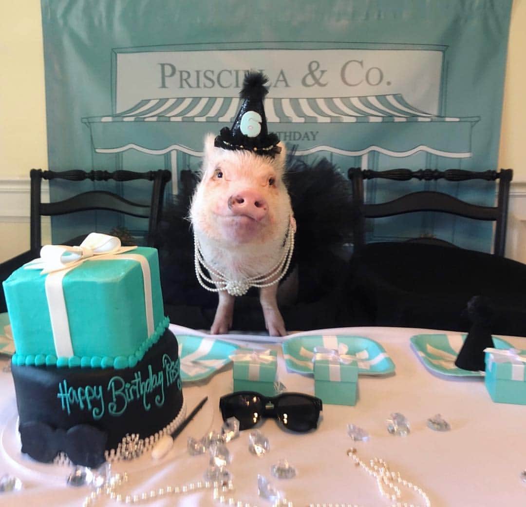 Priscilla and Poppletonさんのインスタグラム写真 - (Priscilla and PoppletonInstagram)「“Nothing is impossible, the word itself says I’m possible.” - Audrey Hepburn 🐷👗 . Mom thought it would be “impossible” to get a pigture of me posed next to my cake, but I sure showed her. Huge 🐽out to @cinottisbakery in Jacksonville Beach, FL for making this gorgeous cake for me. I feel like the luckiest pig in the world. My party guests will be here any minute, and I can’t wait to sink my teeth into it. (Check back later for the video).🐷🎂#happybdayprissypig #prissyturns6 #priscillaandco #breakfastatpriscillas #PrissyandPop」4月30日 7時33分 - prissy_pig