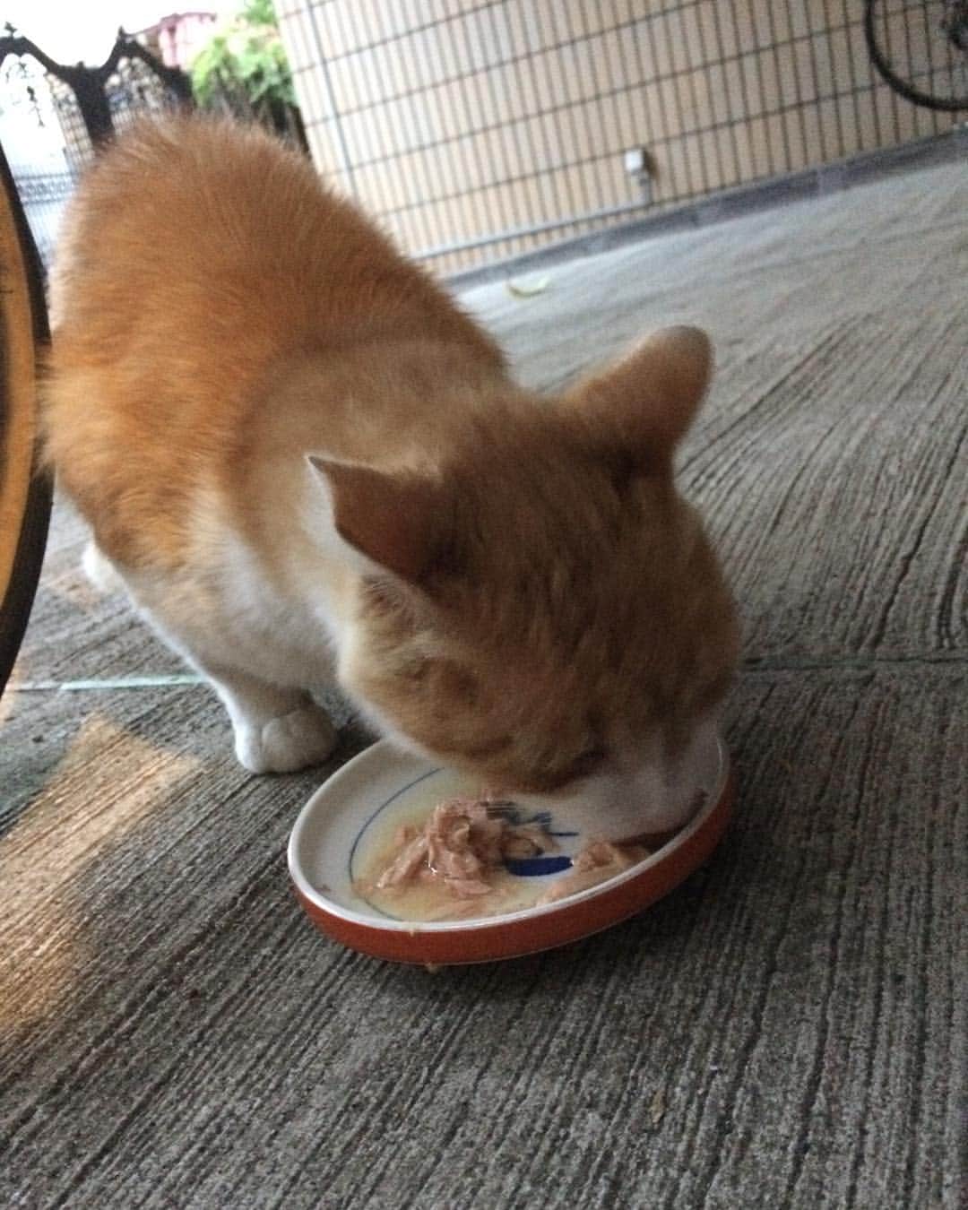 岡田屋鉄蔵のインスタグラム：「令和も宜しくね」
