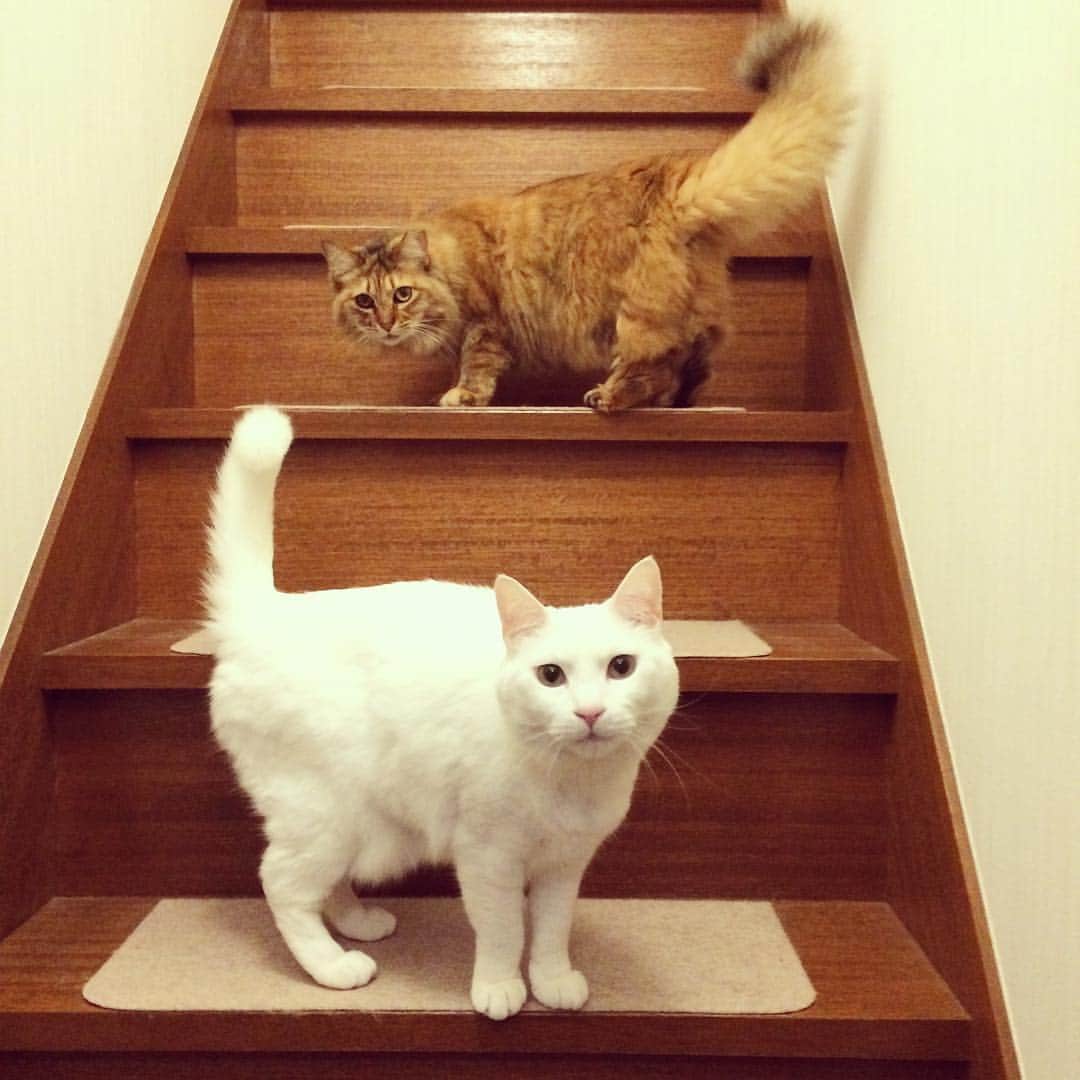 岡田屋鉄蔵のインスタグラム：「うちの大福とみたらしも宜しくお願致します( ^ω^ )」
