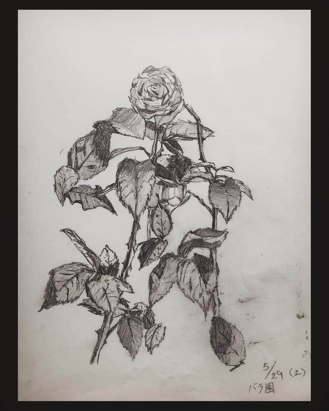 のインスタグラム：「Rose🥀 When I was 16years. 16歳時の作品  #drawing #pencil #rose #garden #painting #毎日 #デッサン #美術 #懐かしい #日々 #バラ園」
