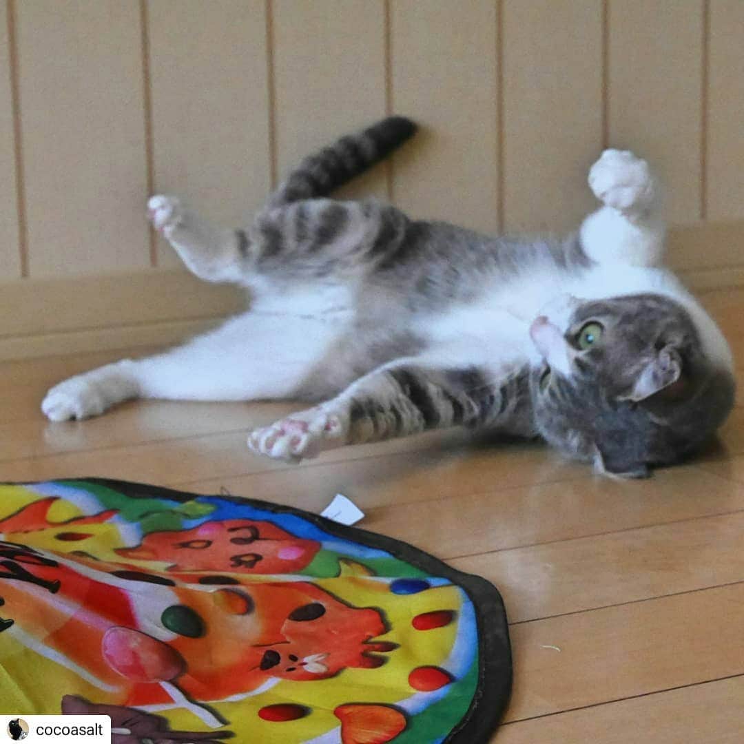 猫壱（ねこいち•ネコイチ）さんのインスタグラム写真 - (猫壱（ねこいち•ネコイチ）Instagram)「【Instagramに投稿して猫壱商品を貰っちゃおう✨】 アンダーからの…💨 ▫ ▫ #猫パンチ👊 #でキャッチできるかな？！ ▫ ▫ :::::::::#猫壱 ::::::: #猫壱キャンペーン 4月は#キャッチミーイフユーキャン2 と#キャットトンネル が対象です👍 対象商品をお持ちの皆様、ぜひご応募くださいね❤ ▫ ▫ Instagramに登場した商品はプロフィールのリンクよりご覧いただけます🎶 気になる方は @necoichicojp からチェックしてくださいね❤ ▫ ▫ #Repost @cocoasalt thank-you💕💕💕💕」4月30日 17時12分 - necoichicojp
