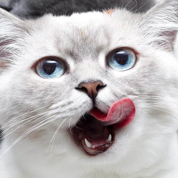 Aww Clubさんのインスタグラム写真 - (Aww ClubInstagram)「I don't always stick out my tongue but when I do, I look damn good 📷@amy_simba @amaccho5160 @omame_munchkin @lunathespookyboo @purrrrrrrcy @narcohuddy @dr.house.cuddy @horst_the_hero @pawsativecat @devrahope_art  Tag #meowedtongueout to get a chance to be featured 👅  #meowed #meowedtongueout #tongueouttuesday #blep #britishshorthair #tabby #blackcat #persian #ragdoll #siamese #munchkin」4月30日 17時39分 - meowed