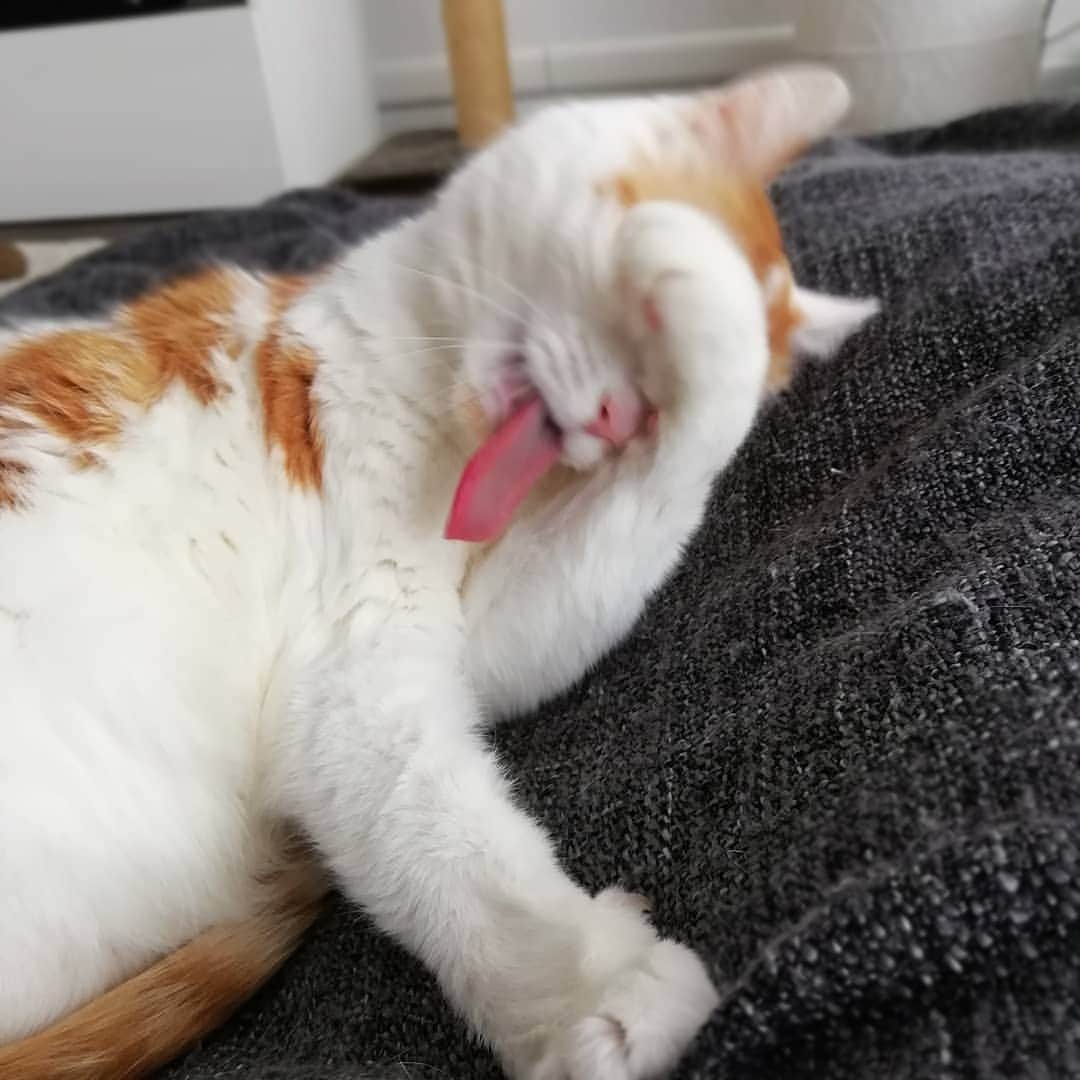 Aww Clubさんのインスタグラム写真 - (Aww ClubInstagram)「I don't always stick out my tongue but when I do, I look damn good 📷@amy_simba @amaccho5160 @omame_munchkin @lunathespookyboo @purrrrrrrcy @narcohuddy @dr.house.cuddy @horst_the_hero @pawsativecat @devrahope_art  Tag #meowedtongueout to get a chance to be featured 👅  #meowed #meowedtongueout #tongueouttuesday #blep #britishshorthair #tabby #blackcat #persian #ragdoll #siamese #munchkin」4月30日 17時39分 - meowed