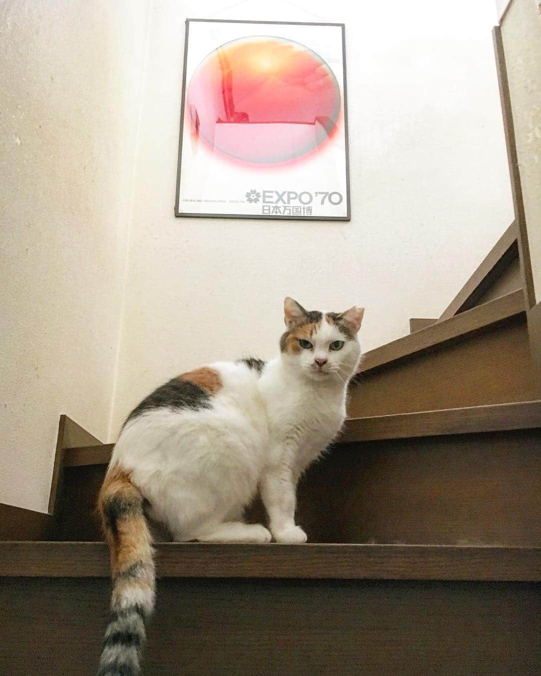 Kachimo Yoshimatsuさんのインスタグラム写真 - (Kachimo YoshimatsuInstagram)「Expo70とミケ子 Expo70 & Mikeko #uchinonekora #mikeko #expo70  #neko #cat #catstagram #kachimo #猫 #ねこ #うちの猫ら http://kachimo.exblog.jp」4月30日 17時42分 - kachimo