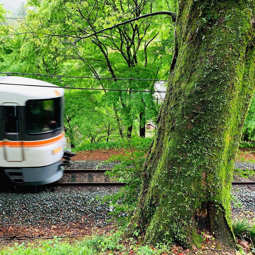 松村太郎のインスタグラム：「#IidaLine at #YuyaOnsen #HotSpring  #Moss #Train #ShotoniPhone #湯谷温泉 #飯田線 #コケ #苔 #単線」