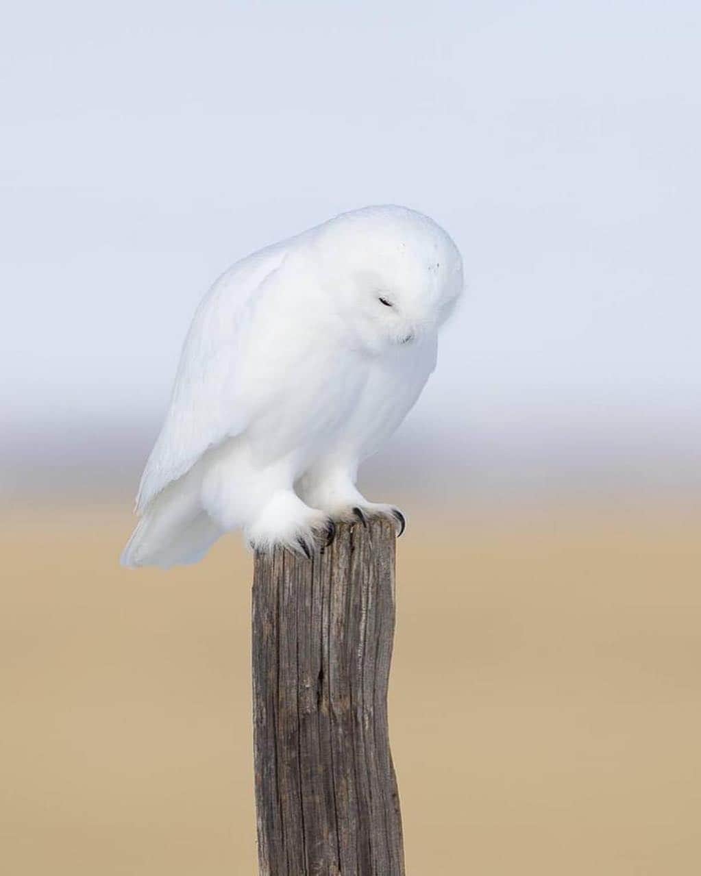 Awesome Wonderful Natureさんのインスタグラム写真 - (Awesome Wonderful NatureInstagram)「The Snowy Owl🦉  Photo by @salomonssonjohnny  #fantastic_earth」4月30日 18時09分 - fantastic_earth