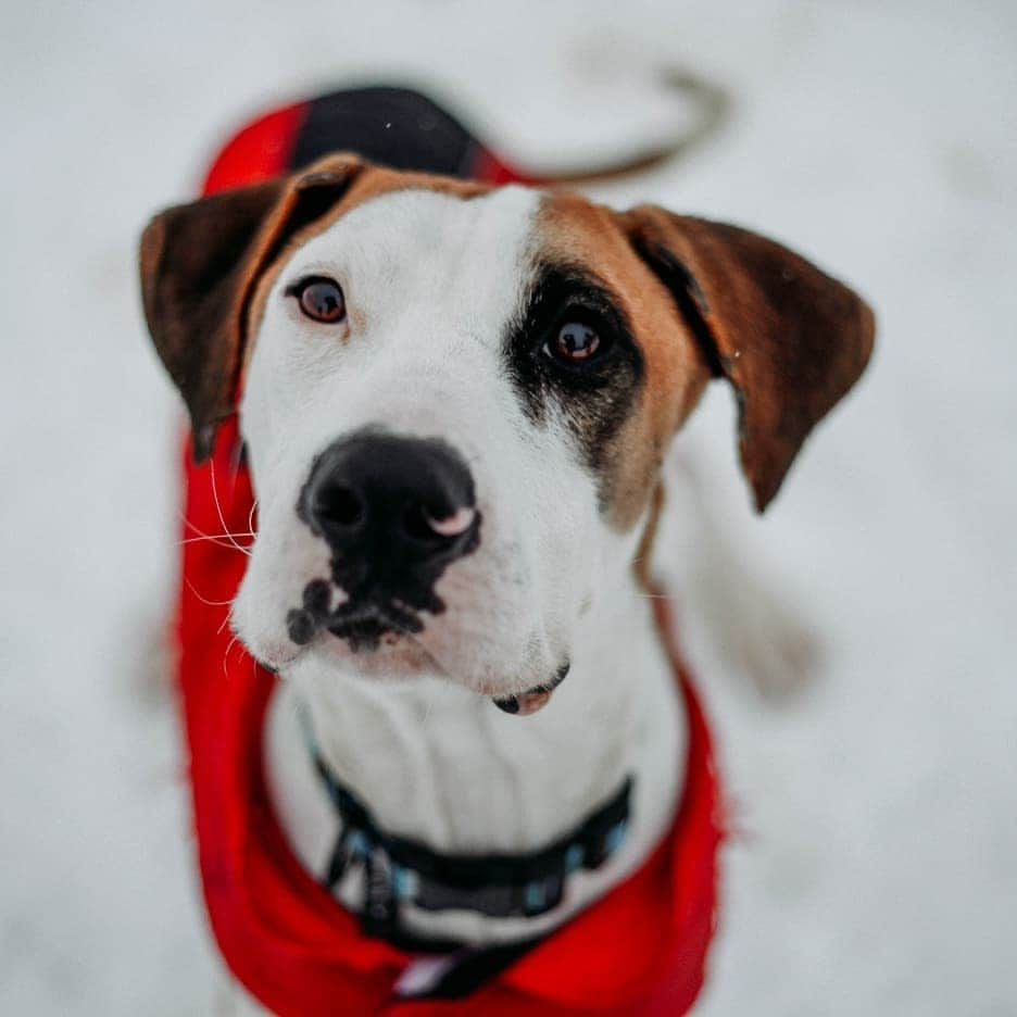 キャサリン・ハイグルさんのインスタグラム写真 - (キャサリン・ハイグルInstagram)「Recently, photographer Shayley Dupaix visited my Foundation ranch in Utah to meet some of our rescued pups. She kindly donated her time and talents to help us find forever homes for our four legged friends, capturing some wonderful pet pawtraits. The results were amazing and her photographs really highlight the individual characteristics and personalities of the dogs.  To find out more about our amazing Heigl Hounds check out @jasonheiglfoundation  or if you're looking for fabulous photographer to take a photo with your pet pooch get in touch with Shayley via @shayleyspetpawtraits」4月30日 9時29分 - katherineheigl