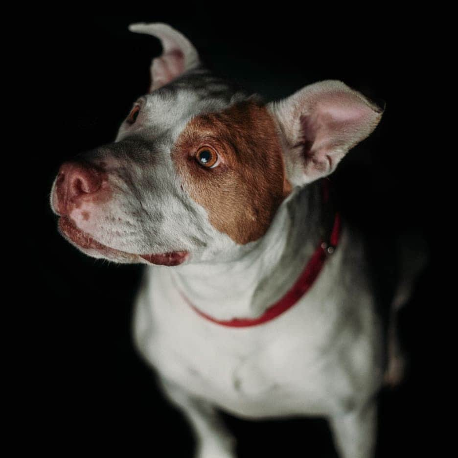 キャサリン・ハイグルさんのインスタグラム写真 - (キャサリン・ハイグルInstagram)「Recently, photographer Shayley Dupaix visited my Foundation ranch in Utah to meet some of our rescued pups. She kindly donated her time and talents to help us find forever homes for our four legged friends, capturing some wonderful pet pawtraits. The results were amazing and her photographs really highlight the individual characteristics and personalities of the dogs.  To find out more about our amazing Heigl Hounds check out @jasonheiglfoundation  or if you're looking for fabulous photographer to take a photo with your pet pooch get in touch with Shayley via @shayleyspetpawtraits」4月30日 9時29分 - katherineheigl