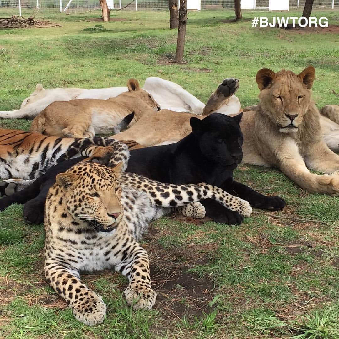 Black Jaguar-White Tiger さんのインスタグラム写真 - (Black Jaguar-White Tiger Instagram)「Every newsletter we send out will now be sharing more details about the Prides we currently have living at the Foundation! Up first is The Big Pride, which is as the name suggests our biggest Pride to date... Subscribe on our website :)」4月30日 9時55分 - blackjaguarwhitetiger