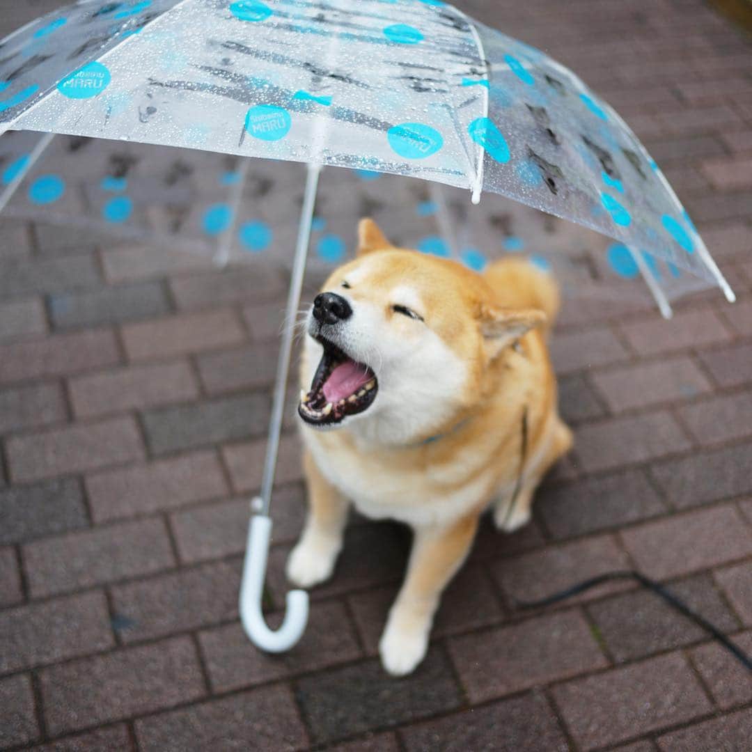 まる（まるたろう）さんのインスタグラム写真 - (まる（まるたろう）Instagram)「It's raining today.✨☔️🐶☔️✨今日は雨ふり。あとでママにフキフキしてもらうんだ〜 #雨の日は良いこともある #今日ギャラリーに来てくれたら #傘あげちゃう #平成最後の太っ腹企画 @gallerymarusan に来てね #じぇったいだよ」4月30日 9時53分 - marutaro