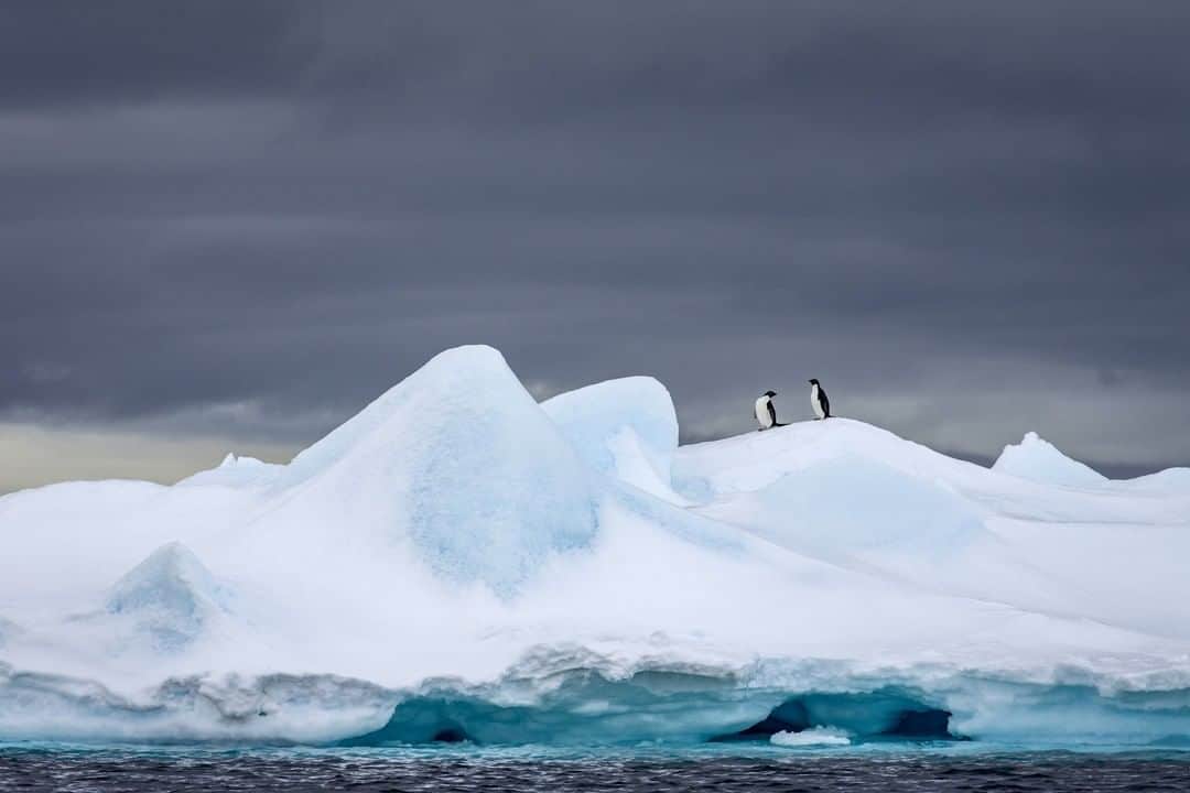 National Geographic Travelさんのインスタグラム写真 - (National Geographic TravelInstagram)「Photo by @CristinaMittermeier | Two Adélie penguins stand atop an iceberg, temporarily safe from the dangers lurking in the frigid waters below them. However, hungry predators aren’t their biggest threat. Like most other animals in the wonderland of ice and snow that is Antarctica, they rely on sea ice for survival. With ocean temperatures on the rise worldwide, future populations of Antarctica's wildlife are at risk. #FollowMe at @CristinaMittermeier for more photos from #Antarctica. #polar #penguin #climatechange #nature」4月30日 10時05分 - natgeotravel