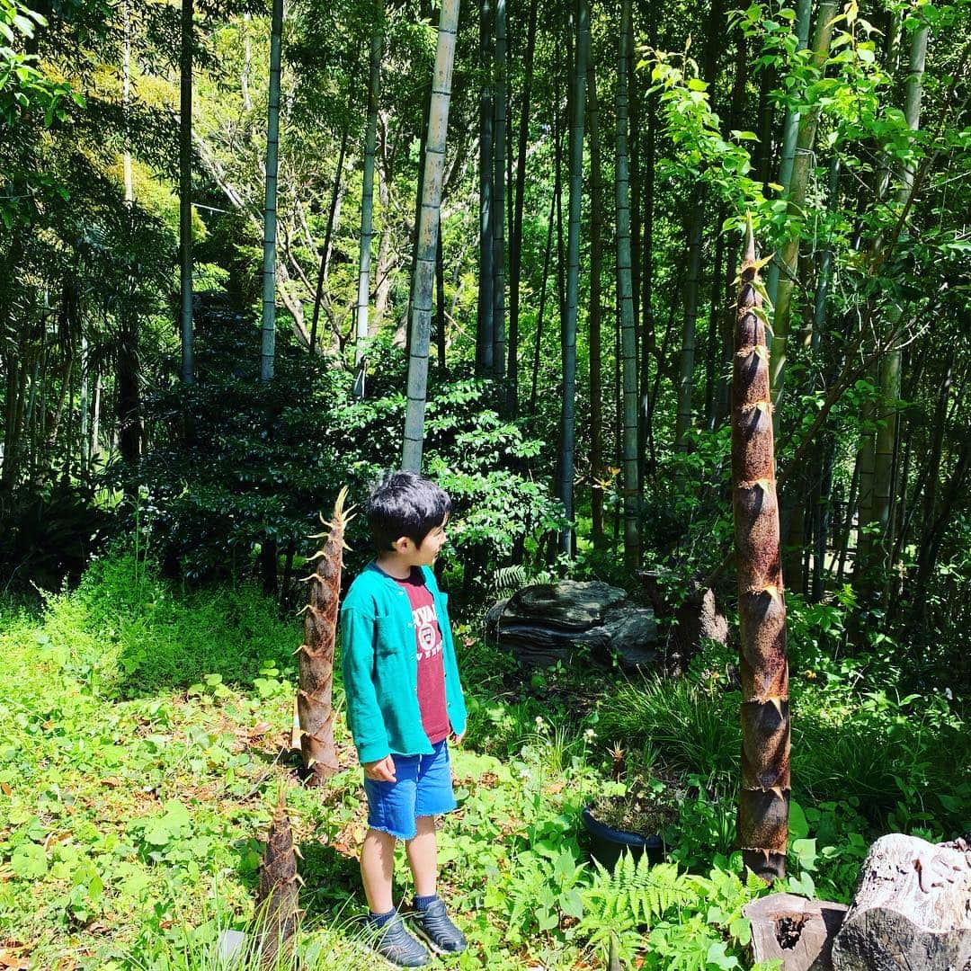 クリス智子さんのインスタグラム写真 - (クリス智子Instagram)「掘るのが追いつかず、 筍から、竹になりはじめた数本。  筍の季節そろそろ終わり、 落葉し始めました。 GW中、あと少し楽しめるかな。」4月30日 10時11分 - chris_tomoko
