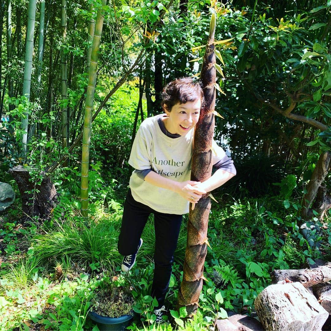 クリス智子さんのインスタグラム写真 - (クリス智子Instagram)「掘るのが追いつかず、 筍から、竹になりはじめた数本。  筍の季節そろそろ終わり、 落葉し始めました。 GW中、あと少し楽しめるかな。」4月30日 10時11分 - chris_tomoko