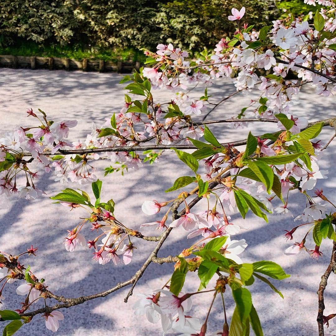 稲葉千秋さんのインスタグラム写真 - (稲葉千秋Instagram)「弘前公園🌸 到着して2時間ほどで 花いかだがいっぱいに！ ナイスなタイミングでした😆✨ #弘前公園 #桜満開 #花いかだ #桜フォト #しだれざくら  #最高な景色」4月30日 10時37分 - chakey_15