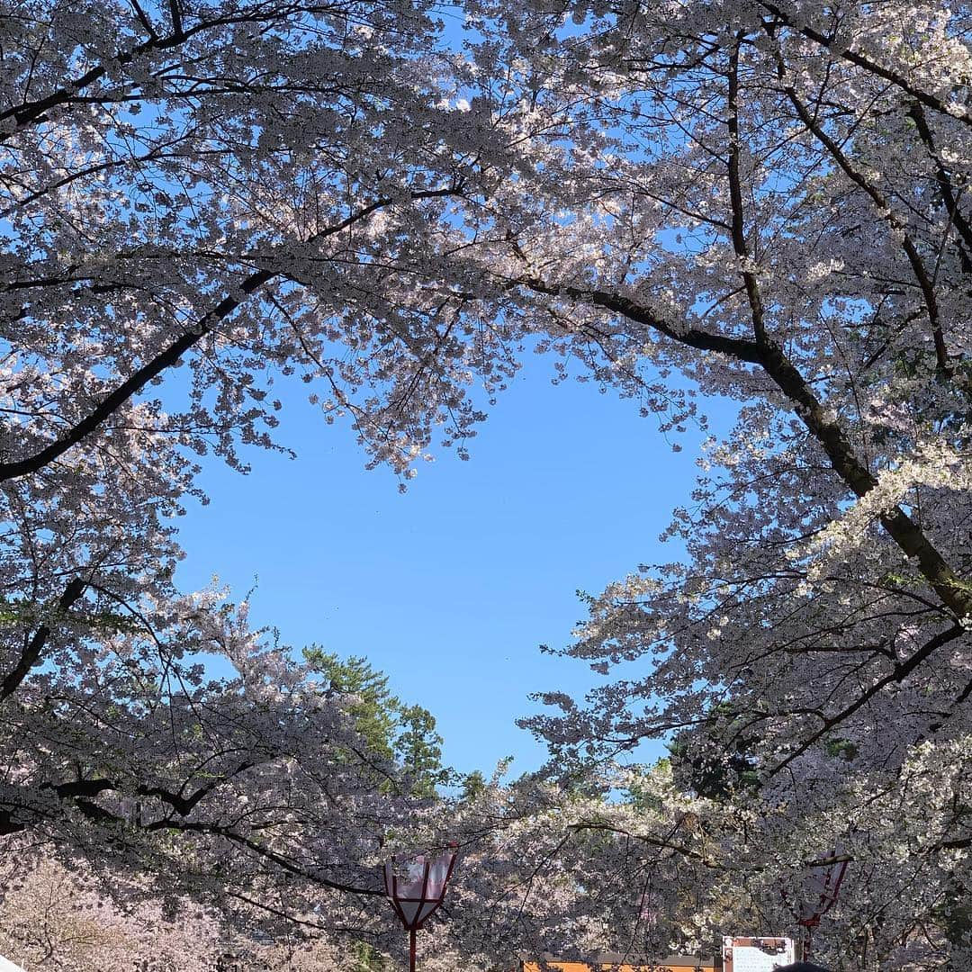 稲葉千秋さんのインスタグラム写真 - (稲葉千秋Instagram)「弘前公園🌸 到着して2時間ほどで 花いかだがいっぱいに！ ナイスなタイミングでした😆✨ #弘前公園 #桜満開 #花いかだ #桜フォト #しだれざくら  #最高な景色」4月30日 10時37分 - chakey_15