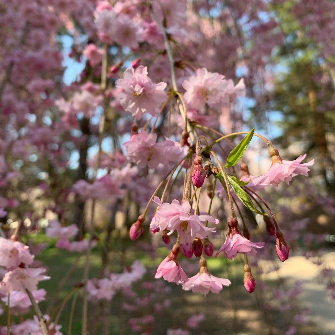 稲葉千秋さんのインスタグラム写真 - (稲葉千秋Instagram)「弘前公園🌸 到着して2時間ほどで 花いかだがいっぱいに！ ナイスなタイミングでした😆✨ #弘前公園 #桜満開 #花いかだ #桜フォト #しだれざくら  #最高な景色」4月30日 10時37分 - chakey_15