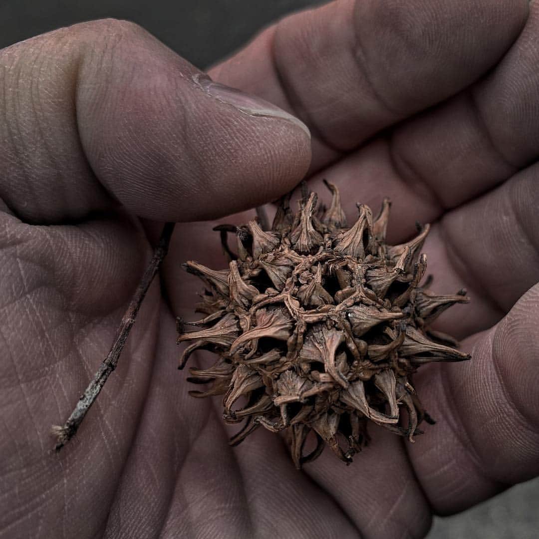 Robert Clarkさんのインスタグラム写真 - (Robert ClarkInstagram)「I love #seeds, I love the potential, not sure what kind this one is, but it seems that it was built to roll and spread it’s contents.」4月30日 10時48分 - robertclarkphoto