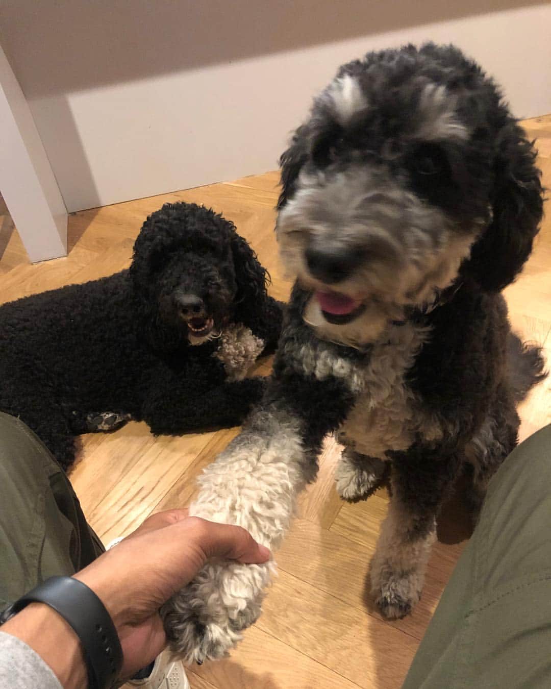 デアンジェロ・ラッセルのインスタグラム：「Secrets out who the real boss is. Max lets Molly handle the negotiations around here #secretlifeofpets2 @secretlifeofpets」