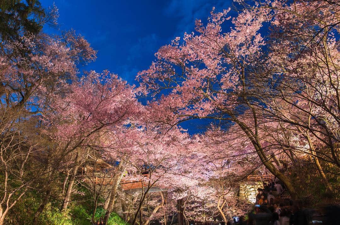 のインスタグラム：「【Follow us! @thegate_japan】 THE GATE is a website for all journeys in Japan. Follow @thegate_japan for japan travel inspiration! . Takato Castle Park(#高遠城址公園 ) locates in the city of Ina in #Nagano prefecture🌸✨✨ . The park was home to a prominent castle during the Warring Period (1467 – 1590), but the castle was taken down in the late 1800s. Today, the former castle area is a spacious park, with over 1,500 cherry blossom trees that bloom every spring. The fall foliage at the park is remarkable too, with over 250 maple trees decorating the park. . Stay until the evening for a special light-up and projection mapping show of the cherry blossoms and the maple trees. . Check more information about Japan. →@thegate_japan . #Japan #thegate_japan #travel #exploring #thegate #thegate_spring #visitjapan #sightseeing #ilovejapan #triptojapan #beautifulflowers #flowers #gardens #nature #beautifulnature #spring #springseason #Sakura #cherryblossom #nagano」