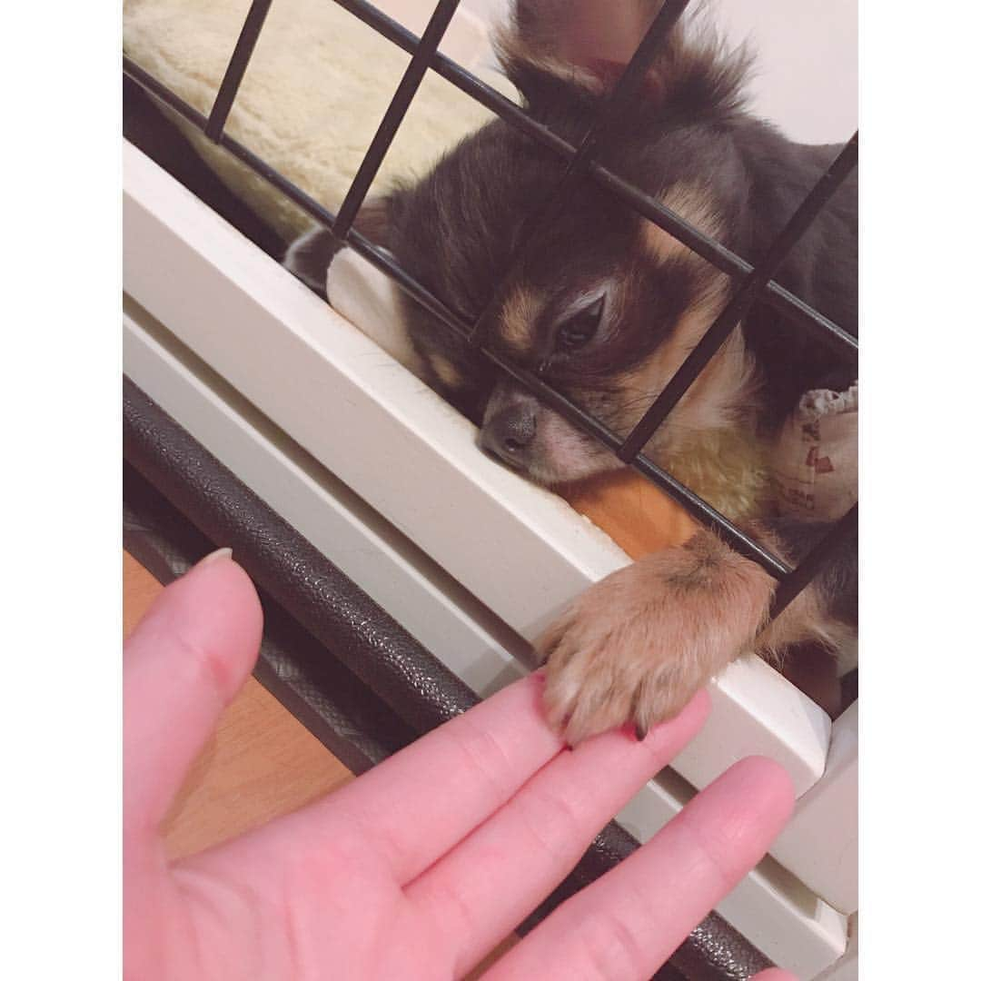 有明ゆなさんのインスタグラム写真 - (有明ゆなInstagram)「おはよう(^^) . . . . #愛犬 #ちわわ #ちわすたぐらむ #ちわわ親バカ部 #ちわわ大好き #ちわわ多頭飼い #ちわわ部 #ちわわせ #ちわわん #ちわわ画像 #チワワ #チワワちゃん #チワワ部 #チワワ画像 #チワワラブ #チワワバカ #チワワン #チワワ多頭飼い #dog #dogstagram #instadog #gm #goodmorning」4月30日 11時20分 - ariake_yuna