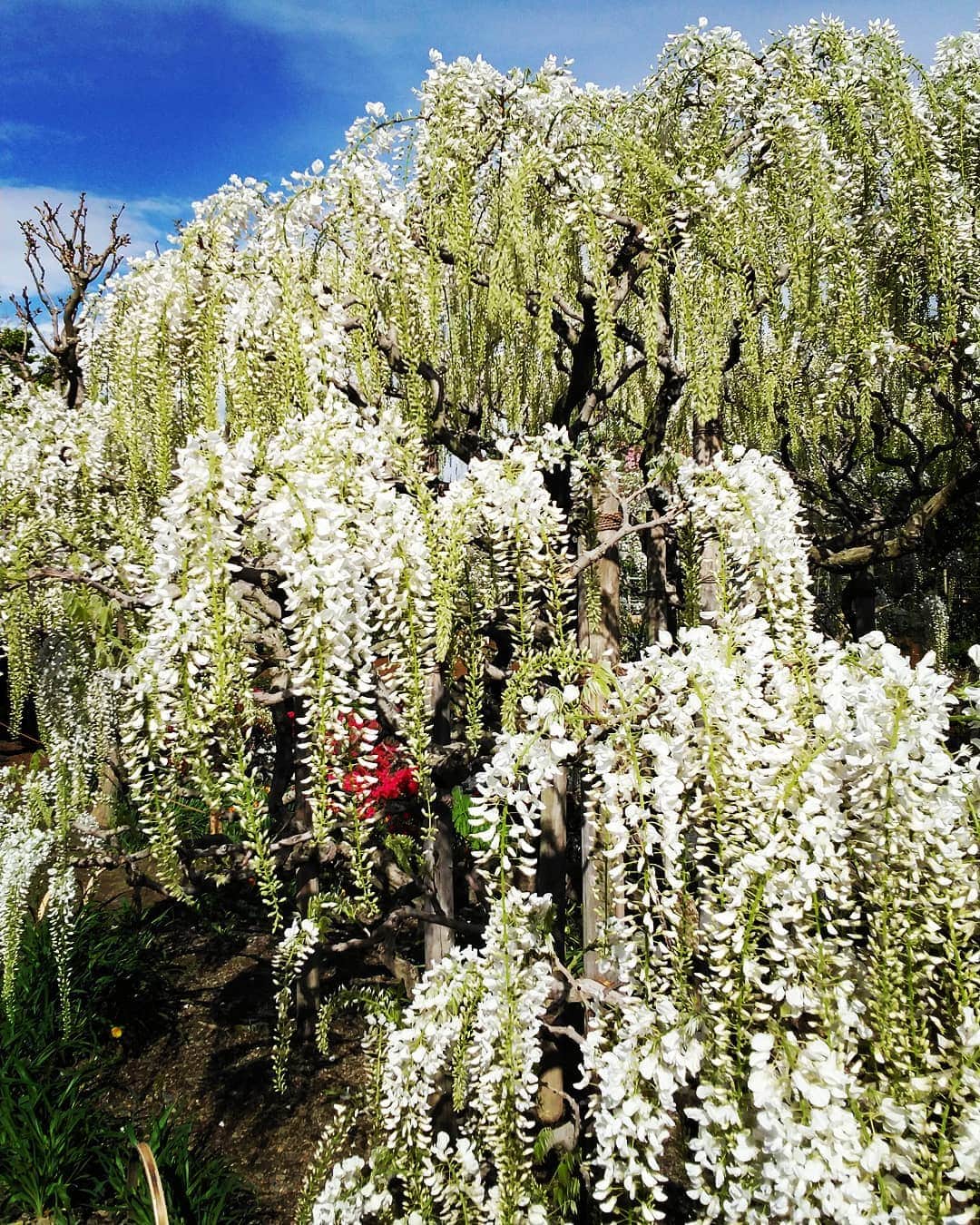 市川笑野さんのインスタグラム写真 - (市川笑野Instagram)「白い藤はまだ咲き始めたところ。 まだまだ楽しめそうです！ #あしかがフラワーパーク #ふじのはな物語2019 #白い藤の花 #japan」4月30日 11時43分 - emino.i