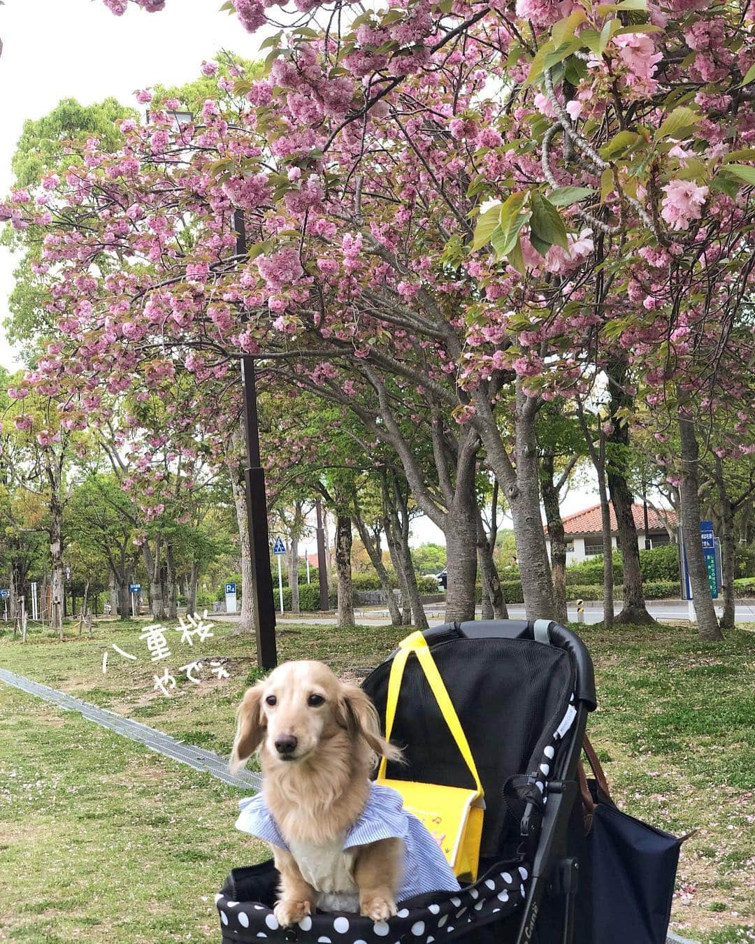 チズさんのインスタグラム写真 - (チズInstagram)「お散歩🐶楽しいなぁー✨ 平成最後と何でもつけたがる 今日この頃…🤭 本当に今日でこの言葉も 終わりだぁー😉 #しあわせの村 #平成最後の日 #GW 🌱 #春終わっちゃう 🌸 #八重桜#動くマロン 📹 #cherryblossom  #👗#🍡#🐶#🐾#💕 #Mダックス #ダックス#ミニチュアダックス #ミニチュアダックスフンド #ミニチュアダックスクリーム #短足犬 #短足部 #カニンヘンダックス #関西ダックス#親父犬 #ダックス13歳#シニア犬 #犬なしでは生きていけません会  #インスタでわんこみるのが日課 ♡♡」4月30日 11時49分 - sqi.chizu