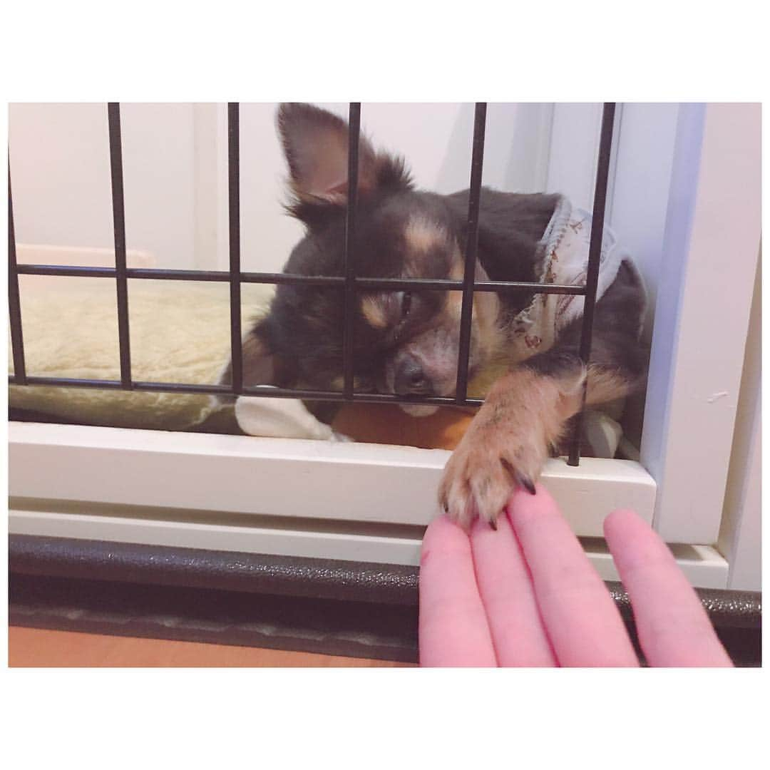 有明ゆなさんのインスタグラム写真 - (有明ゆなInstagram)「小さい手でカリカリしてくるので♡ . . . . #愛犬 #ちわわ #ちわすたぐらむ #ちわわ親バカ部 #ちわわ大好き #ちわわ多頭飼い #ちわわ部 #ちわわせ #ちわわん #ちわわ画像 #チワワ #チワワちゃん #チワワ部 #チワワ画像 #チワワラブ #チワワバカ #チワワン #チワワ多頭飼い #dog #dogstagram #instadog」4月30日 11時47分 - ariake_yuna