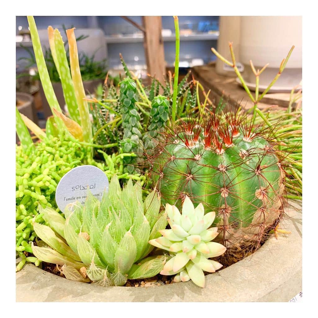 FreePark_Yokohamaさんのインスタグラム写真 - (FreePark_YokohamaInstagram)「⚓️ 多肉植物ポップアップ開催中🌵 4月27日〜5月12日 ・ 普段はないような多肉植物が たくさん集まっています☺️ イギリスから直輸入の アンティークジャーを使っていたり、 ボリューム感のある寄せ植えなど、 見ているだけで楽しくなります💕 ・ ゴールデンウィークのお出かけに 是非遊びに来てください😆 ・ ・ @solxsol_official #lifestyle #design #暮らし #雑貨 #雑貨屋 #ジュエリー #jewerly #アクセサリー #bag #バッグ #shoes #スニーカー #ファッション  #ナチュラル #洋服 #多肉植物 #器 #みなとみらい #MARINEandWALK #マリンアンドウォーク  #セレクトショップ #likes #love  #solxsol #赤レンガ倉庫 #寄せ植え #サボテン」4月30日 12時09分 - freepark.jp