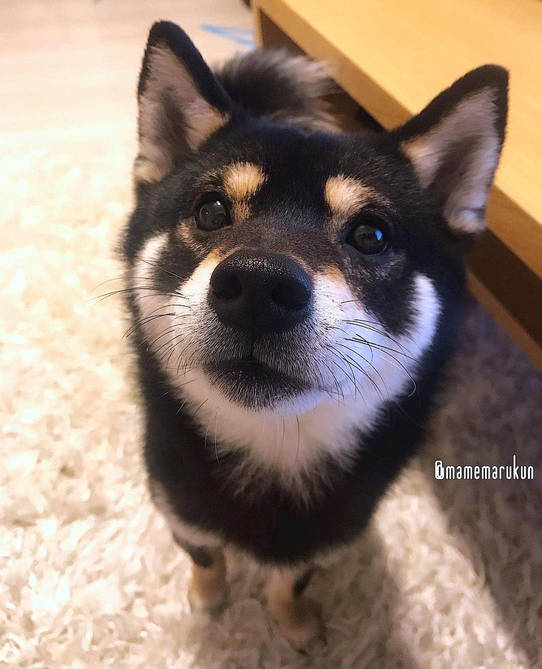 まめ丸のインスタグラム：「* * あれ❓ 今日って『おーみそか』なの🐶💓❓ #平成の大晦日 * The last day of the Heisei era🐶💓 * #なんかへんなかんじ #みんなは平成さいごの日なにしてるのかな * #柴犬#豆柴#柴#黒柴#黒豆柴#犬#しばいぬ#shiba#shibainu#shibastagram#shibadog#puppy#instadog#dogstagram#dog#instashiba#blackshiba#petstagram#pet#cutepetclub#강아지#멍스타그램#boopthesnoot#doglover#ilovemydog#weeklyfluff#平成最後の日」