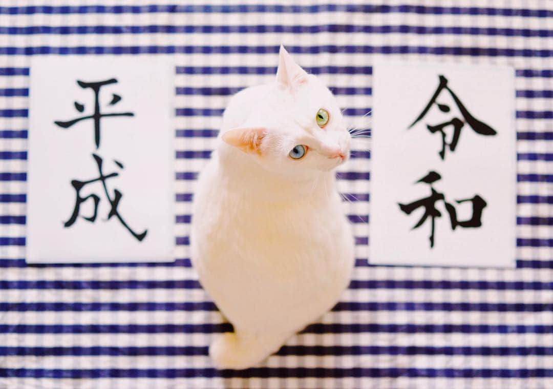 のインスタグラム：「🐈 … . 平成と令和のあいだに。 まもなく改元の瞬間。  大らかで、愉快な時代になりますように。 自然災害や事件が少ない時代になりますやうに。 . #nuco_ivy #平成最後の日」