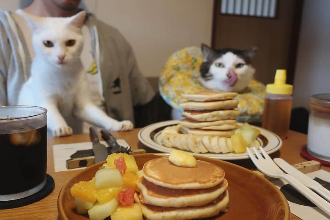 八、おこめさんのインスタグラム写真 - (八、おこめInstagram)「🥞🍴✨ 平成最後のホットケーキタワー 平成最後の『んべ〜♩』 ☝︎平成最後のって言いたいだけw 4枚目→ジワる〜w 5枚目→バター溶けて落ちてる。ハッチャン食べた後の満足ペロリみたいw #ホットケーキタワー #ホットケーキ #平成最後の #平成最後の日 #八おこめ #ねこ部 #cat #ねこ #猫 #ネコ #八おこめ食べ物」4月30日 12時38分 - naomiuno