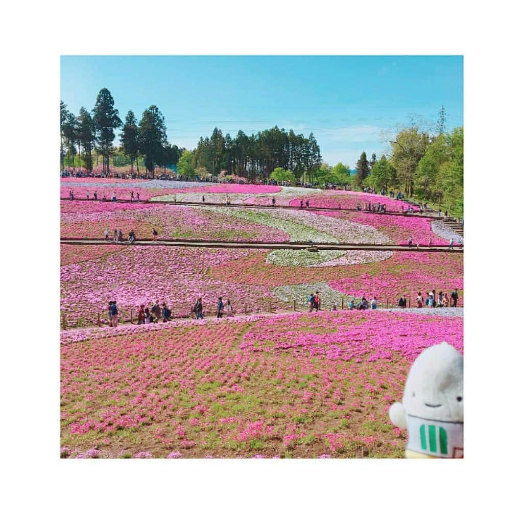 ミツハシくん-Mitsuhashi Rice-さんのインスタグラム写真 - (ミツハシくん-Mitsuhashi Rice-Instagram)「ミツハシくんの頂きよりいただきます(^ ^) * 4月 武甲山（埼玉県秩父） 秩父にある武甲山という強そうな名前の山に 行ってきたよ〜😊 * その出で立ちは巨大ピラミッドのよう、 びっくり‼️びっくり‼️なんじゃ〜〜😳😳 これ、セメント原料の石灰の採掘を しているからなんだって！ * 標高は1304m。登山道はこの姿からは 想像できないくらい、杉林と、綺麗な湧き水 の自然豊かな山なんだ⛰ * そして、山頂からの景色も絶景！秩父の街並みと北関東、長野の山々を見渡すことができるよ👍 * その秩父、この季節は芝桜が満開なんだ🌸 登山の帰りに洋山公園にある芝桜が咲き乱れる 公園に行ってきたよ😆 ピンクや赤や白の様々な芝桜はほんもキレイ✨ ハート型♥️になった芝桜もあったよ🌸🌸 花に囲まれて幸せ〜〜♫ みんなも行ってみて〜〜！ * #武甲山 #ミツハシくん #今日のミツハシくん #登山 #頂きよりいただきます #ピラミッド #埼玉県 #秩父 #洋山公園 #芝桜 #ハート #💖 #sakura #mountain #climbing #ミツハシライス」4月30日 12時58分 - 3284rice