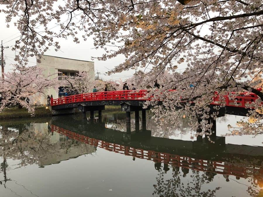 北脇健慈さんのインスタグラム写真 - (北脇健慈Instagram)「平成最後のお花見🌸 #弘前公園 #弘前城 #弘前さくらまつり #hirosaki #flordecerezo #cerezo #cherryblossom」4月30日 13時26分 - kenjikitawaki