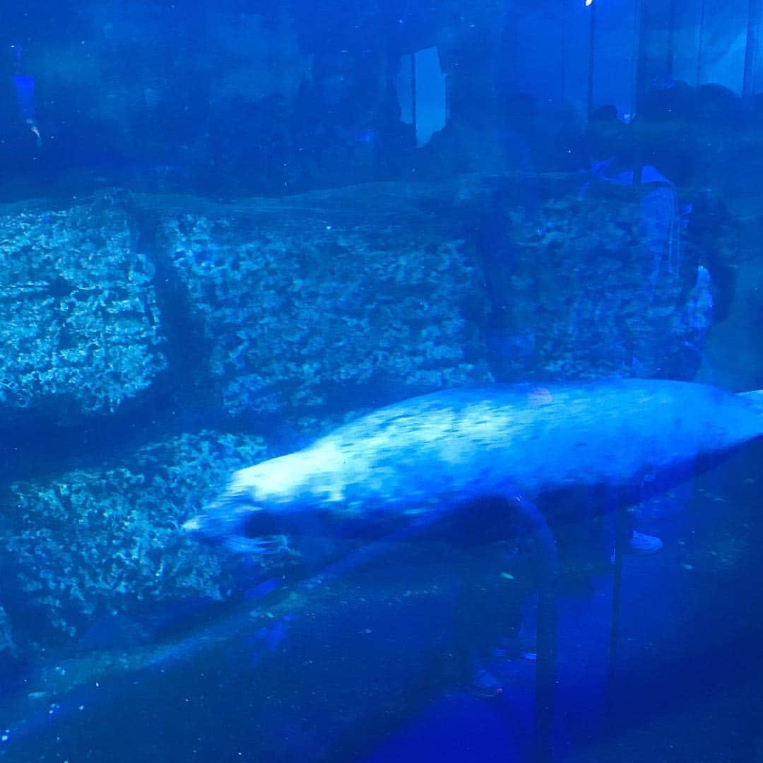 日下裕江さんのインスタグラム写真 - (日下裕江Instagram)「10年振りくらいに 八景島シーパラダイスへ🐬  昔より少し変わっていたけれど、 大好きなイルカ達に癒された❀.*･ﾟ  白くまも可愛かったな🧸💕 #八景島シーパラダイス #イルカ #癒し #水族館 #Aquarium」4月30日 13時47分 - hiroe___h