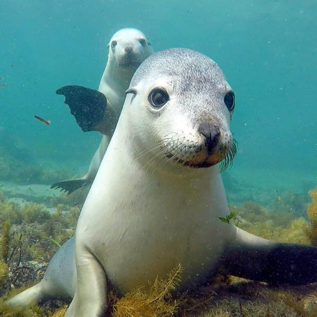 Australiaさんのインスタグラム写真 - (AustraliaInstagram)「Some friends just can't help themselves, can they? 🤪 @calypsostarcharters saw this playful duo on a recent trip to @southaustralia's #LangtonIsland, which is one of the spots they visit on their 'swimming with sea lions' tours. Australian #sealions are endemic to #Australia and they are often referred to as 'the puppies of the sea' because of their affectionate behaviour. The season begins in late September through to mid-June, so time your trip to @eyrepeninsula's @port_lincoln accordingly for one of the most interactive wildlife tours you can do!  #seeaustralia #seesouthaustralia #eyrepeninsula #portlincoln #wildlifephotography」4月30日 15時00分 - australia