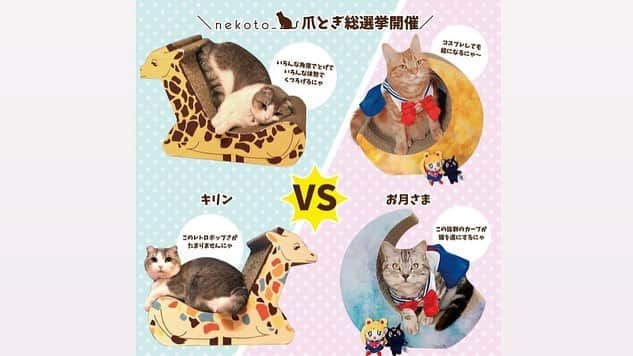 むぎちょこさんのインスタグラム写真 - (むぎちょこInstagram)「📢🦒🐈🐈 【#平成最後 】の バリバリ&ドッキリだよ〜🐾 ⁑ むぎったら みるくに同じドッキリを仕掛けるくせに 自分がされると《シャー‼️》って😂 むぎ完全に油断してたね🤣💦 気の毒な みるくw 腑に落ちないよねぇ😅💦 【#令和 】も頑張れ末っ子👍 ⁑ 裏で流れてる音声は 昭和のアニメ【タッチ】だよ〜📺 はじめてちゃんと見たよー👀 ⁑ モニター中の キリンさんの爪とぎ @nekoto_bando さんで キリンさんvsお月様 【#爪とぎ総選挙 】やってるので よかったら見て見てね🦒🌙✨ ⁑ 😺むぎ♀mugi #scottishfold #スコティッシュフォールド 🦊みるく♀milk #ラグドール #Ragdoll #キリンの爪とぎ #平成最後の日」4月30日 15時07分 - mugi325channel