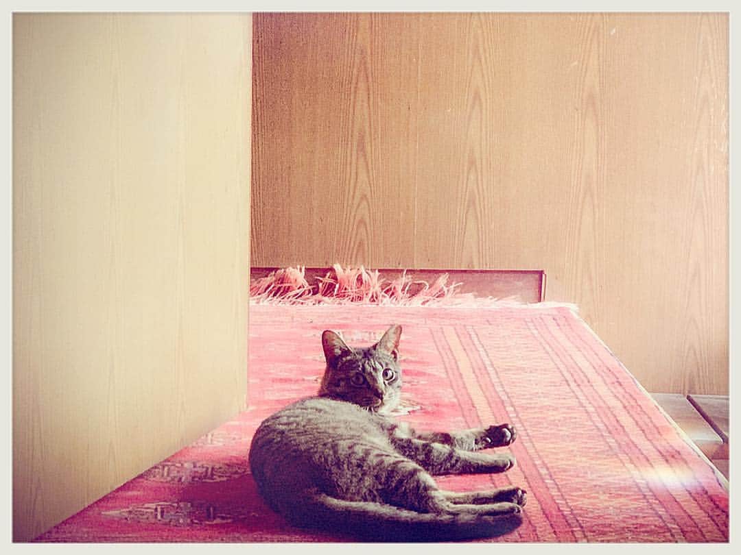 知華さんのインスタグラム写真 - (知華Instagram)「2019.04.30 平成最後、祖母と叔母に会いに行きました。 耳カットされた野良猫ちゃんが ついに居着いて 家猫になってました😻 可愛いキジトラのグーちゃんです。 ✊✌️✋の✊ちゃん。  #キジトラ #元野良猫 #耳カット済み #ペルシャ絨毯のある暮らし グーちゃん✊の下に敷いてる絨毯は 父と母がイラン戦争前のイラン駐在時に買ったペルシャ絨毯。 さすが年季入っても味わい深く素敵です。 うちにも欲しい。 #ペルシャ絨毯#好きなんだよね〜 #平成最後の日」4月30日 15時19分 - tomoca1204